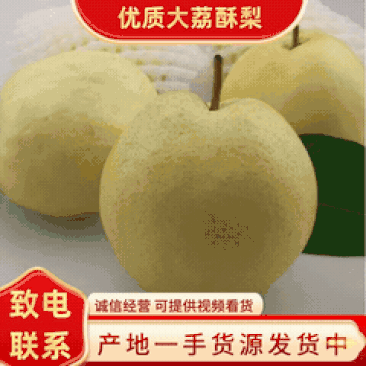 《推荐》陕西省大荔县，优质酥梨面向全国招商支持一件代发