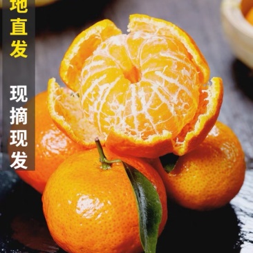 【精选好货】广西沙糖桔批发，一手货源，果园现采现摘