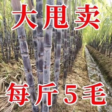 【全国代发】广西优质黑皮甘蔗条直节度均匀产地批发