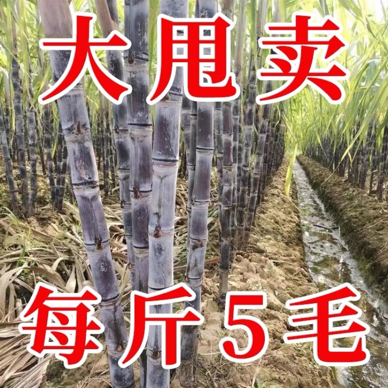 【全国代发】广西优质黑皮甘蔗条直节度均匀产地批发
