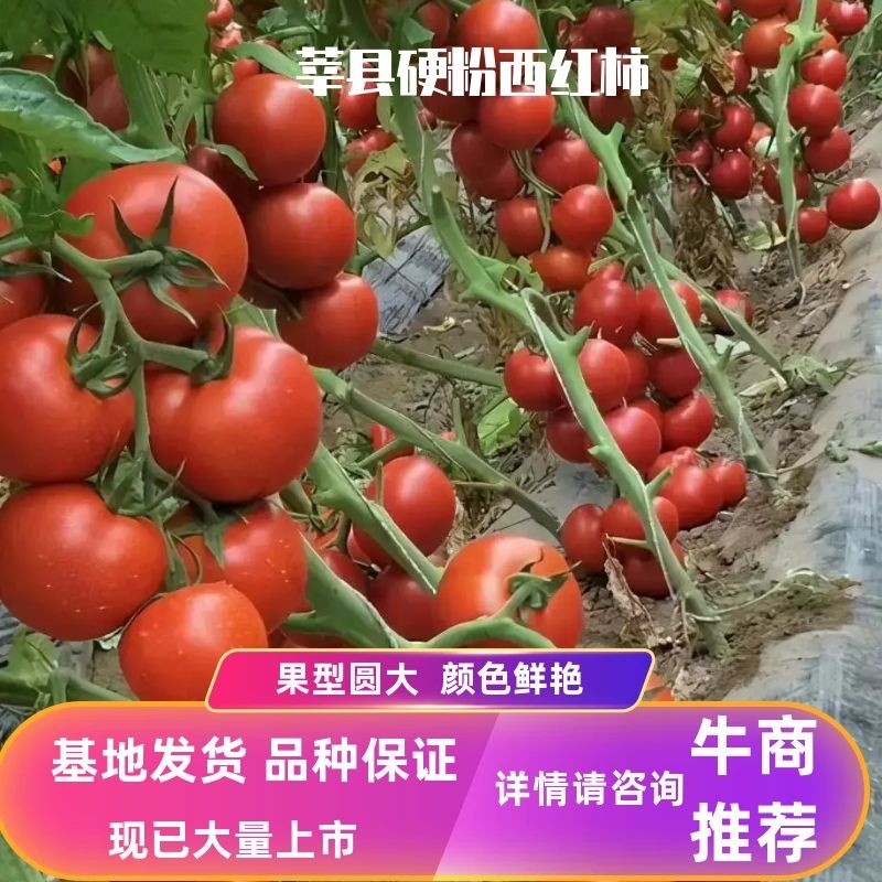 【推荐】山东莘县硬粉西红柿，现摘现发，果型圆大，颜色红亮