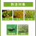 联苯菊酯啶虫脒呋虫胺抗性白粉虱飞虱套餐跳甲蓟马绿叶蝉杀虫