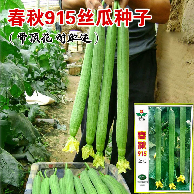 春秋915种子特长丝瓜籽瓜条顺直大棚种植抗病大田基地