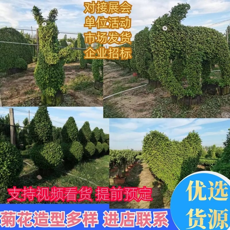 菊花造型菊花盆景，对接单位活动**采购招标，菊花展。