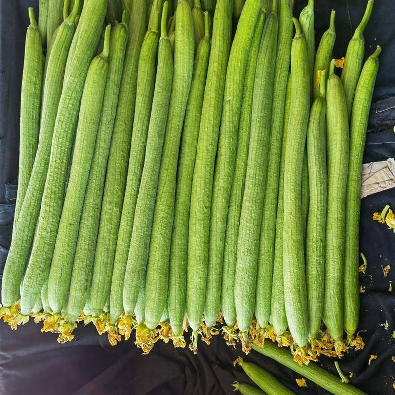 春秋915种子特长丝瓜籽瓜条顺直大棚种植抗病大田基地