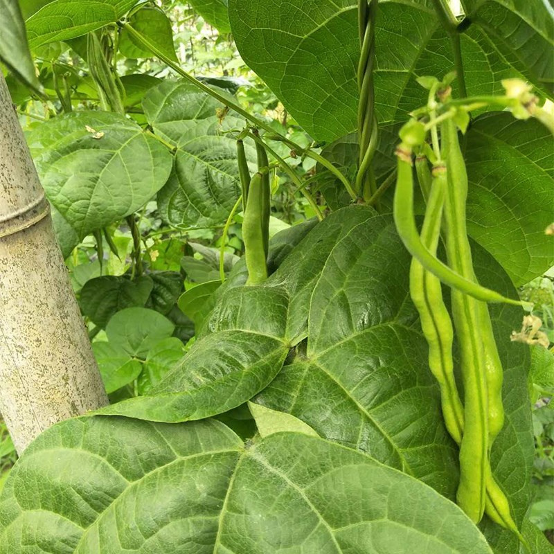 特长九粒青芸豆种子早熟高产荚长四季高端菜豆不老芸豆种籽春