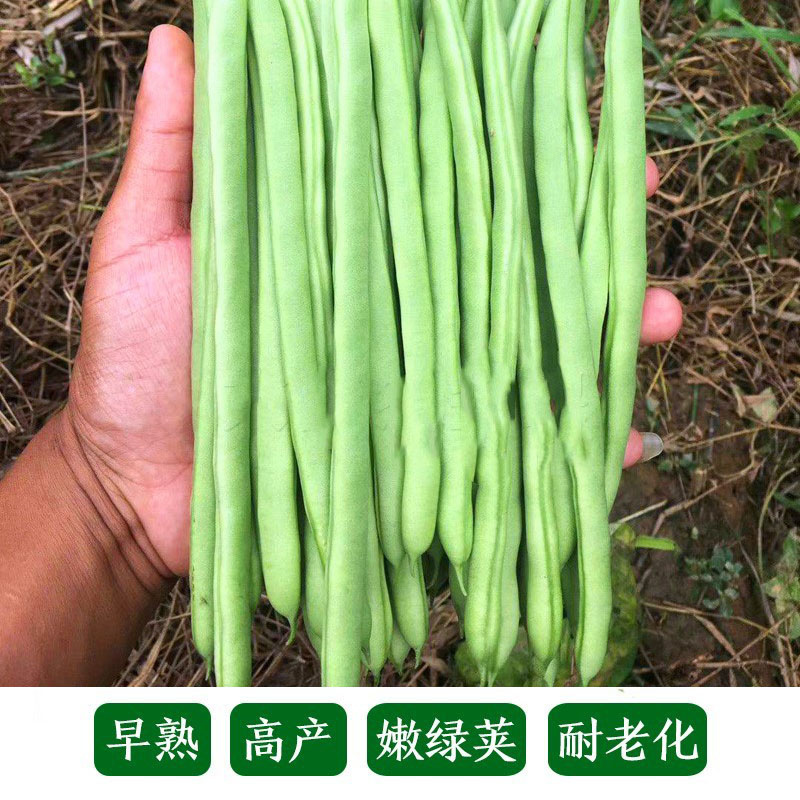 特长九粒青芸豆种子早熟高产荚长四季高端菜豆不老芸豆种籽春