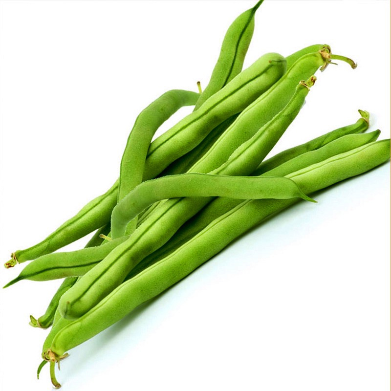 特长九粒青芸豆种子早熟高产荚长四季高端菜豆不老芸豆种籽春