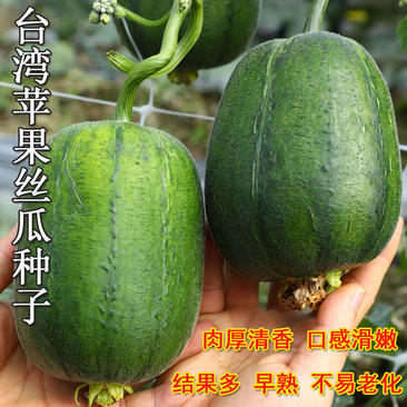 台湾苹果丝瓜种子挂果多早熟肉厚肉丝瓜春秋基地种植