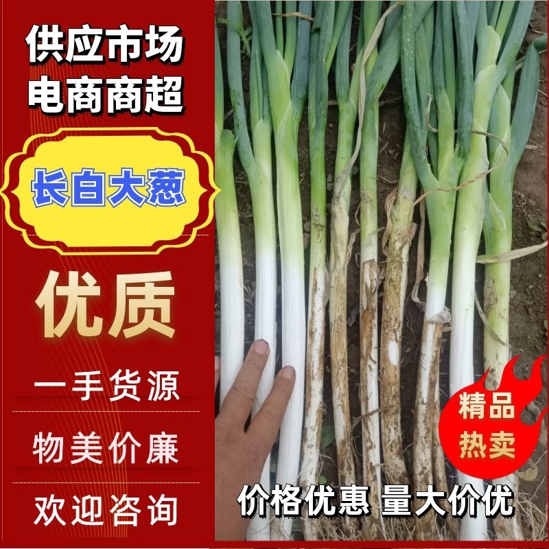 【大葱】河北长白大葱净葱30-40cm以上供应市场电商