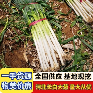 河北长白大葱物美价廉易购从速常年供货货真价实