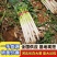 河北长白大葱物美价廉易购从速常年供货货真价实
