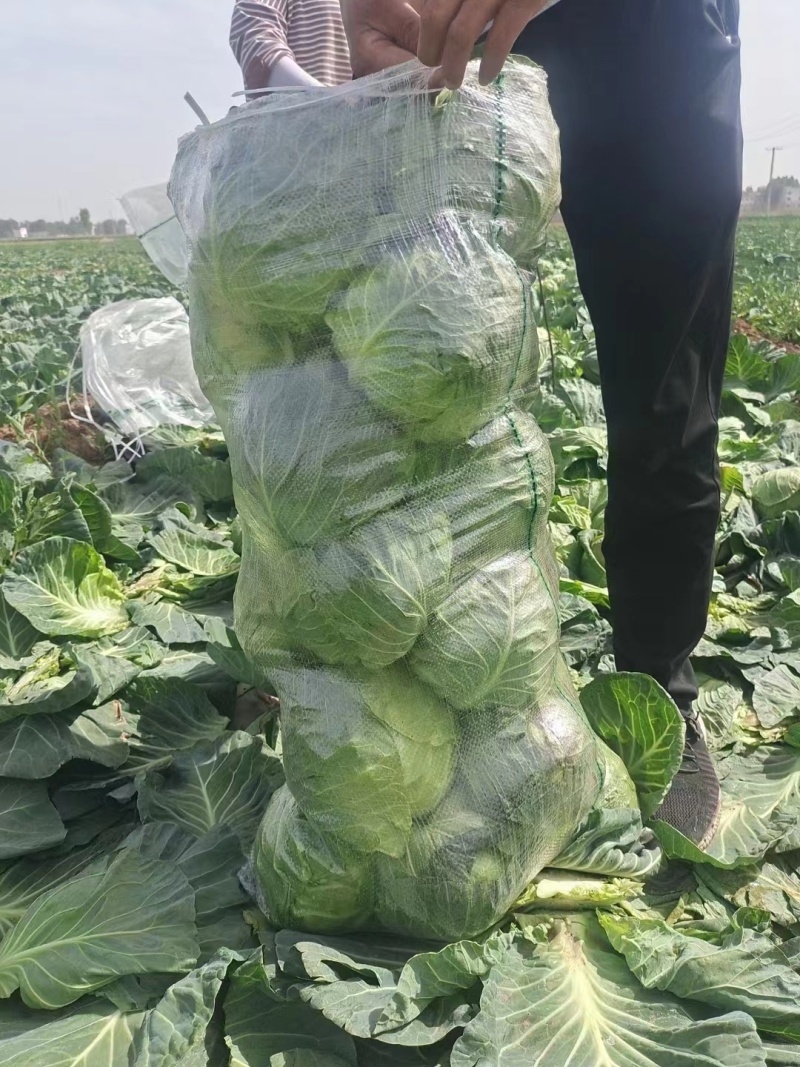 精品甘蓝河南甘蓝大量上市品质保证欢迎来电采购