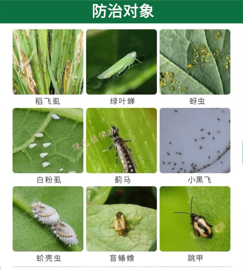 20%呋虫胺杀虫剂稻飞虱白粉虱蚜虫跳甲潜夜蛾梨木虱绿叶蝉