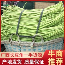 新鲜豆角，货量充足，品质保证欢迎全国各地老板合作