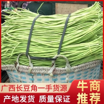 新鲜豆角，货量充足，品质保证欢迎全国各地老板合作