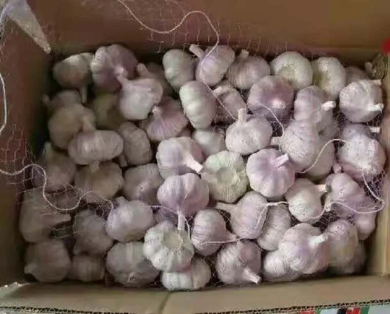 严选大蒜红皮大蒜一手货源视频看货品质保证以质论价