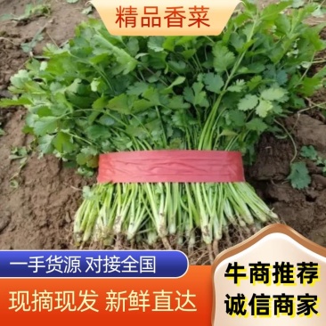 河南基地大叶香菜铁杆青香菜走市场电商入库每天大量有货