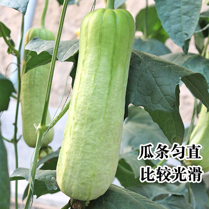 白胖娃白丝瓜种子杂交耐热棒油亮肉丝瓜早熟四季高产