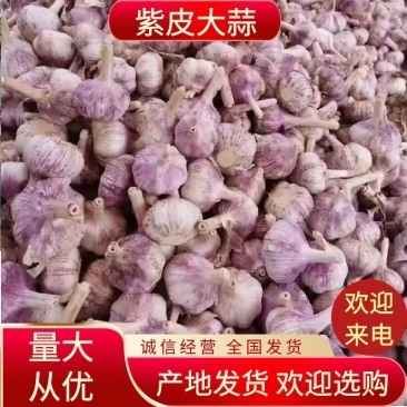 河南开封杞县大蒜长期供应代收代存代加工精品大
