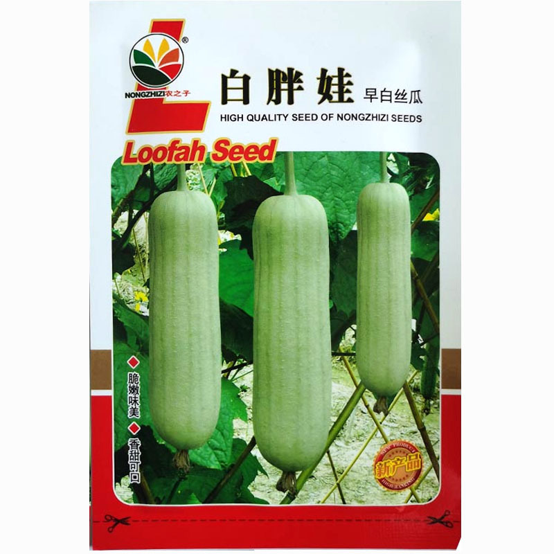 白胖娃白丝瓜种子杂交耐热棒油亮肉丝瓜早熟四季高产