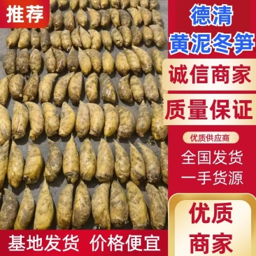 黄泥冬笋，产地发货，对接大型批发采购商，质量好