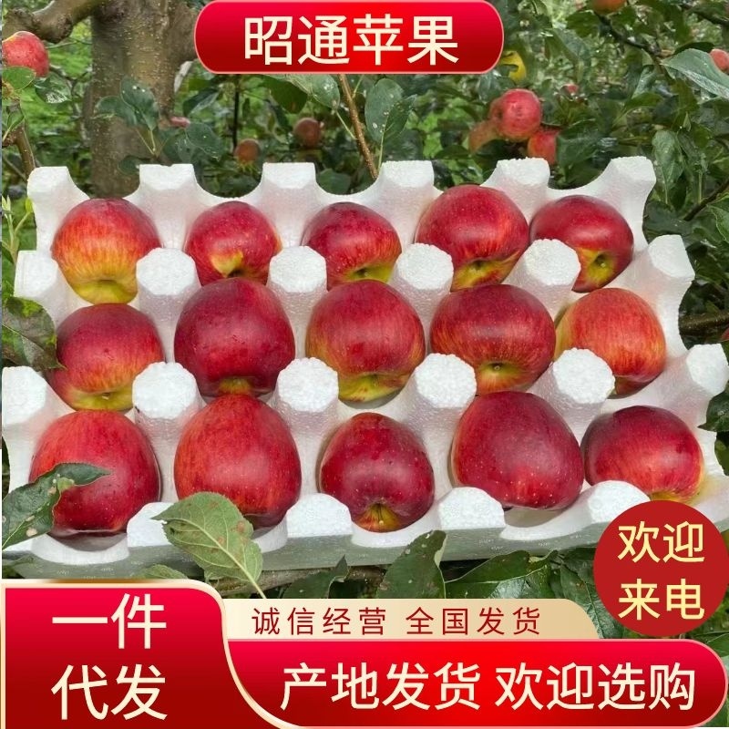 云南昭通早熟红露苹果代发全国诚信经营代办