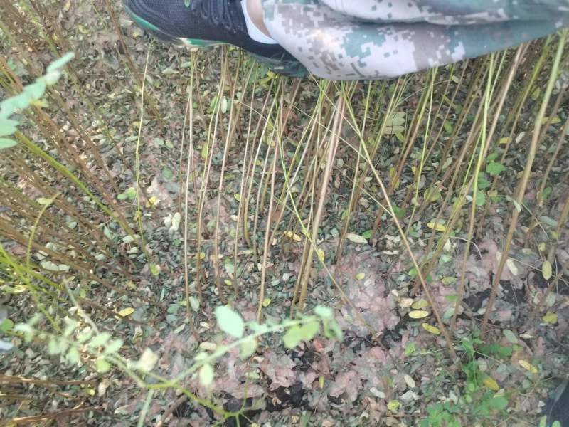【推荐】精品辽宁抚顺清原县紫穗槐，产地供应，欢迎电话咨询