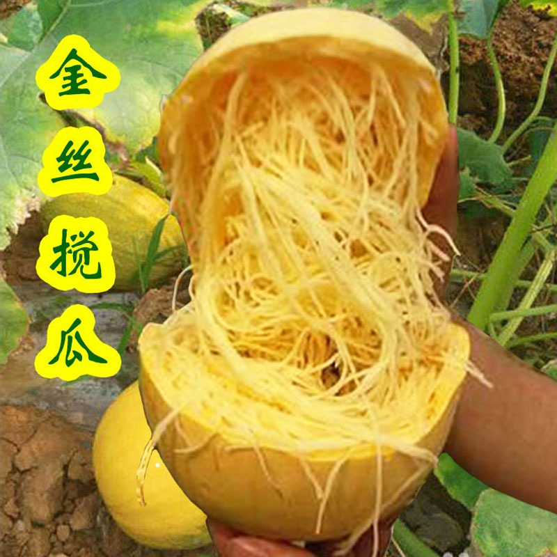 金丝瓜种子搅瓜粉丝瓜早熟抗病强耐热春秋陆地种植