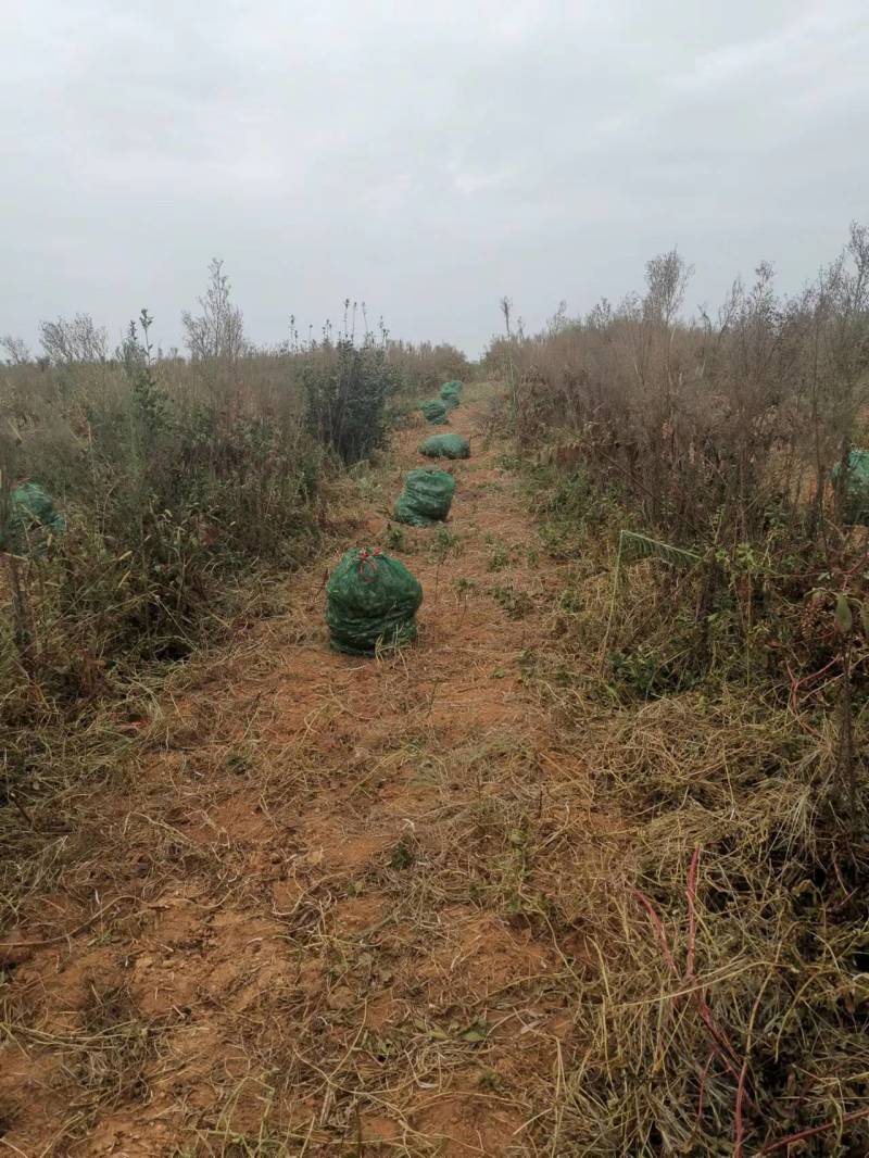 荞头产地供应，藠头有大量的货源，欢迎新老客户订购。