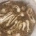 荞头种子品质有保障，诚信经营，量大从优，欢迎选购