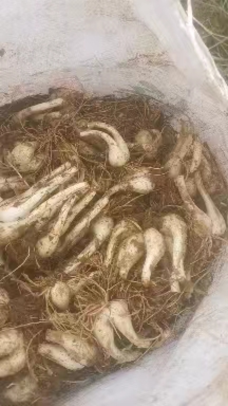 荞头种子品质有保障，诚信经营，量大从优，欢迎选购