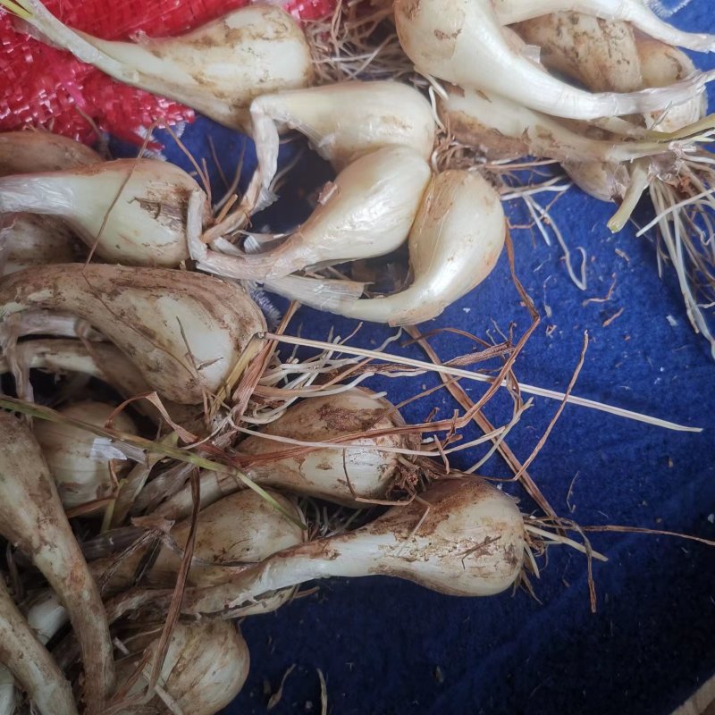荞头种子品质有保障，诚信经营，量大从优，欢迎选购