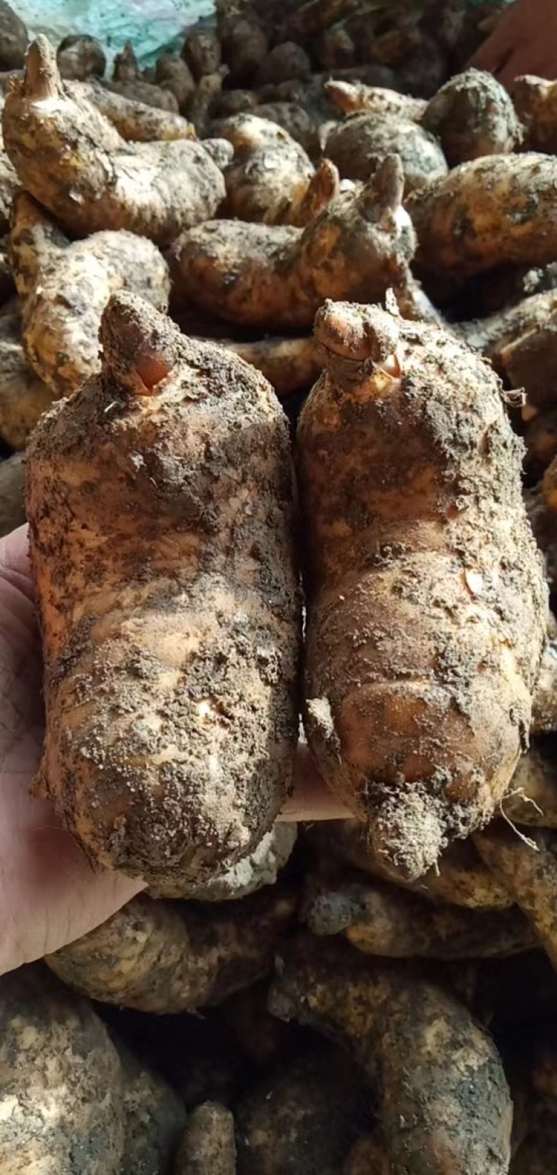 鲜天麻质量保证全国发货规格齐全欢迎联系