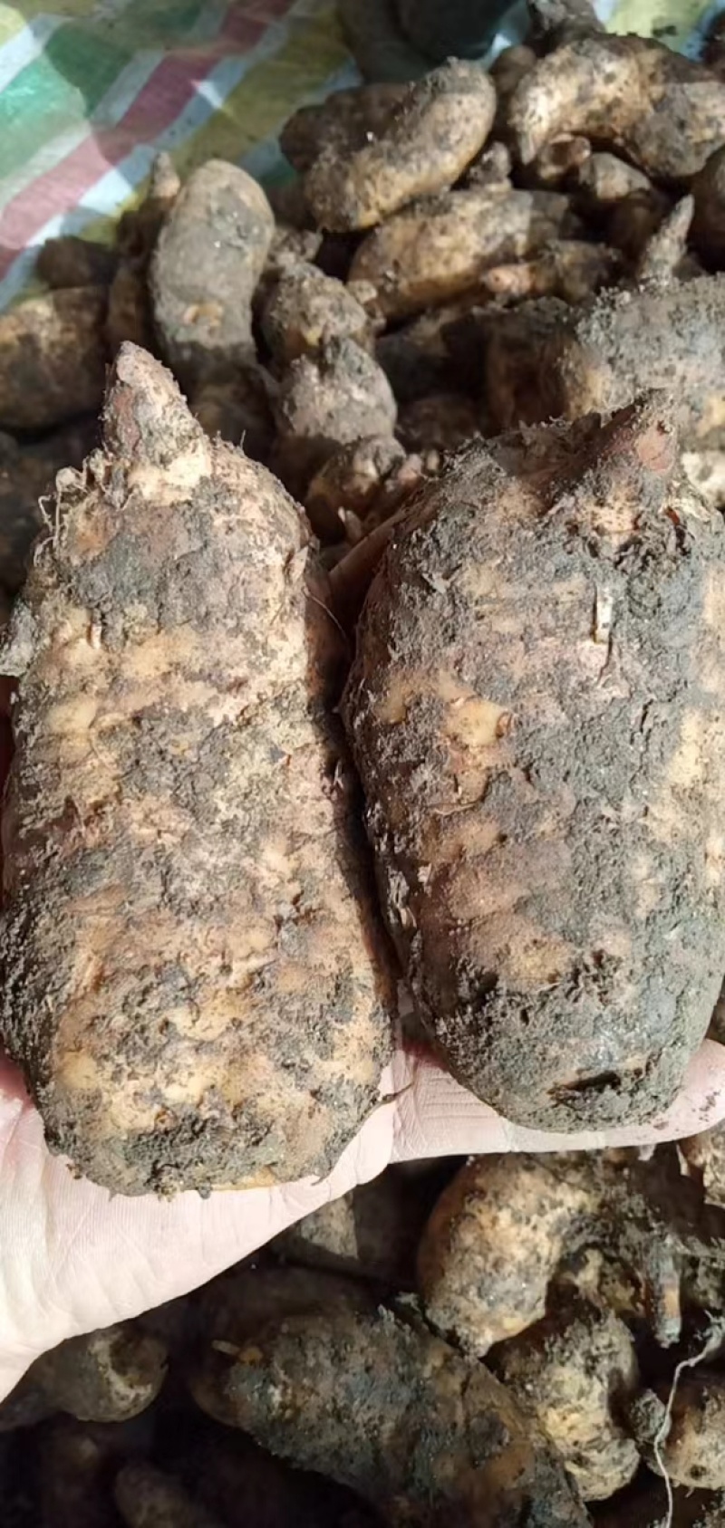 鲜天麻质量保证全国发货规格齐全欢迎联系