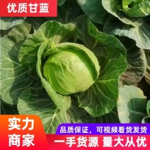 精品甘蓝河南甘蓝大量上市品质保证欢迎来电采购