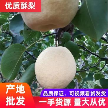 【批发】陕西蒲城酥梨，大量供应，产地供应，欢迎客商来选购库存