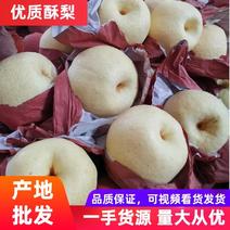【诚信经营】陕西蒲城酥梨大量上市，产地大量供应，现货库存