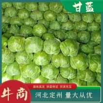 河北定州甘蓝大量上市，质量好，欢迎新老客户前来收购。