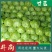 河北定州甘蓝大量上市，质量好，欢迎新老客户前来收购。
