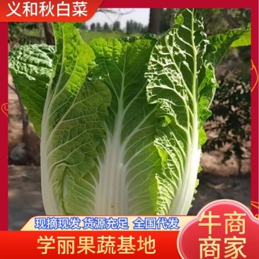 大白菜义和秋大白菜宁夏大白菜宁夏银川大白菜量大从优