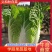 大白菜义和秋大白菜宁夏大白菜宁夏银川大白菜量大从优