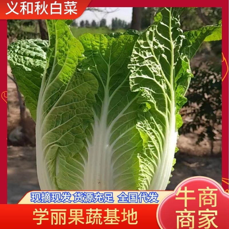 大白菜义和秋大白菜宁夏大白菜宁夏银川大白菜量大从优