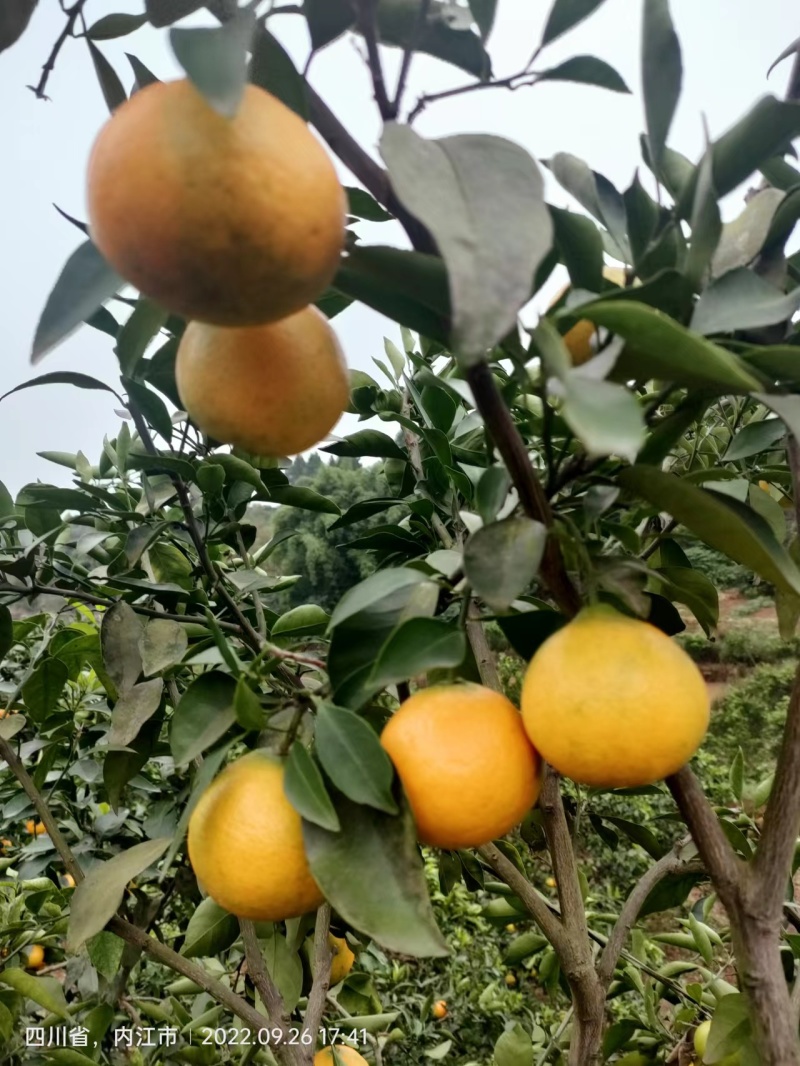 【荐】精品四川爱媛38果冻橙大量上市现订现摘诚信经营
