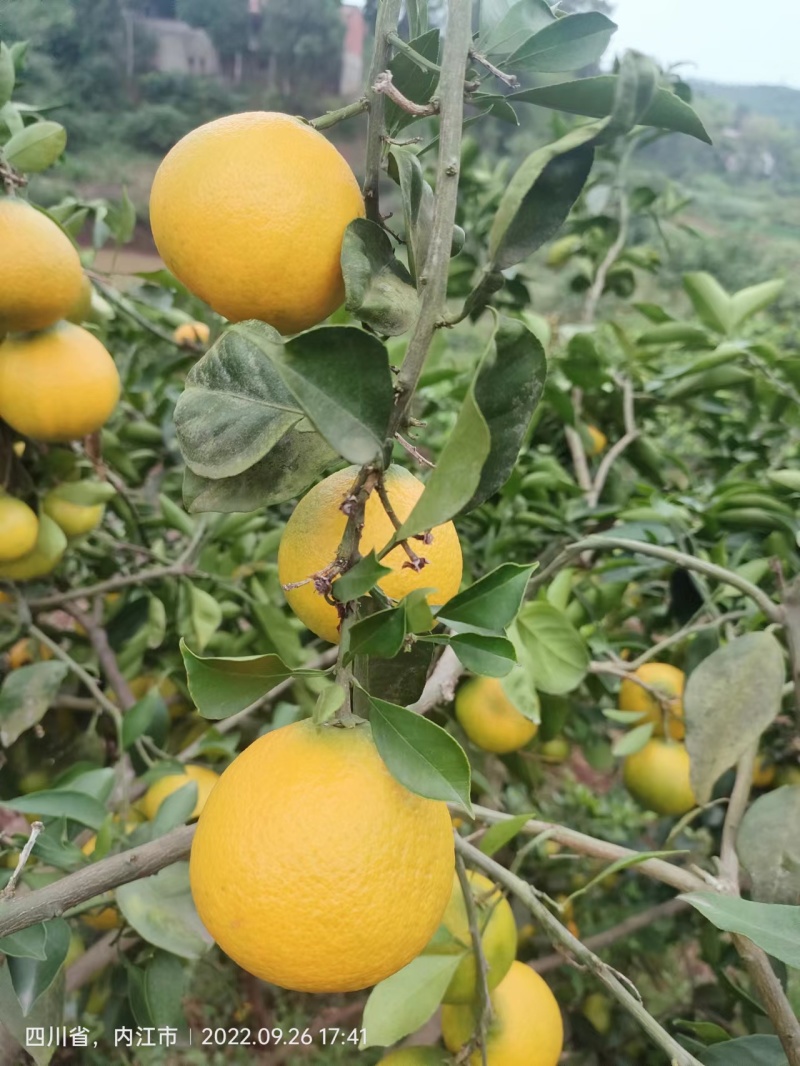 【荐】精品四川爱媛38果冻橙大量上市现订现摘诚信经营