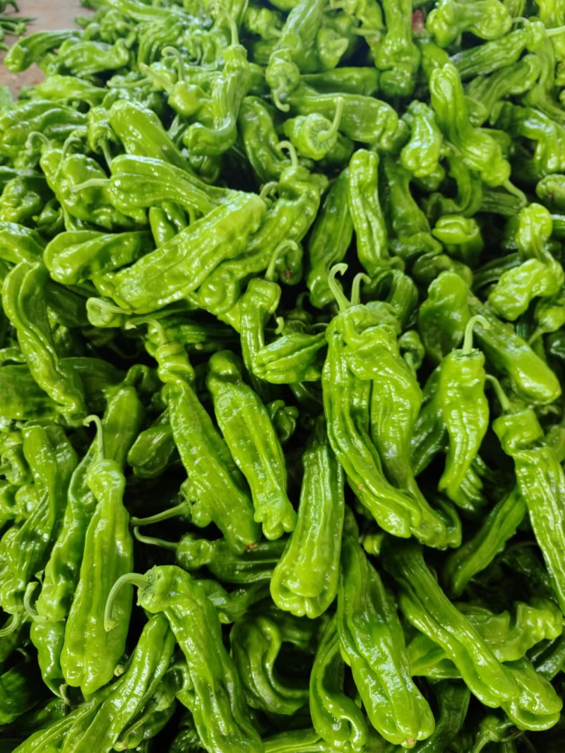 临沂费县芜湖椒薄皮椒皱皮椒产地一手货源大量现货