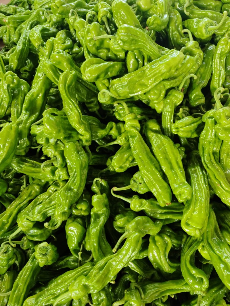 临沂费县芜湖椒薄皮椒皱皮椒产地一手货源大量现货