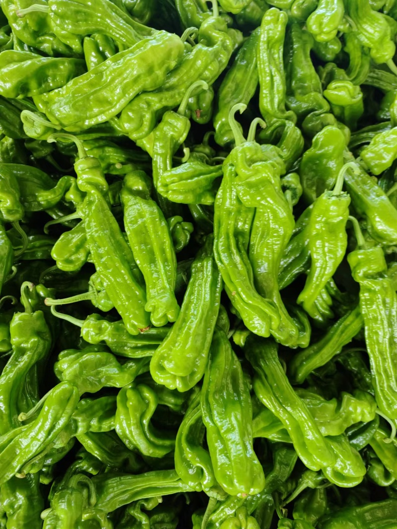 临沂费县芜湖椒薄皮椒皱皮椒产地一手货源大量现货