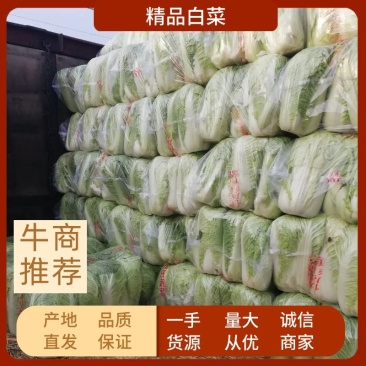 北京3号白菜大量上市我们提供一条龙服务我们有转业的团队