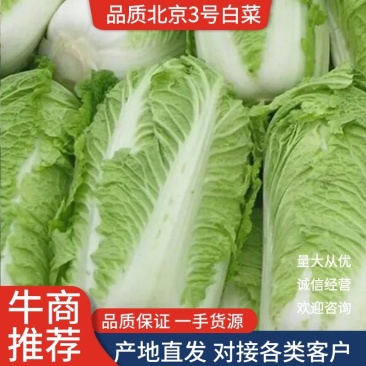 北京三号白菜4-6斤大量上市我们提供一条龙服务